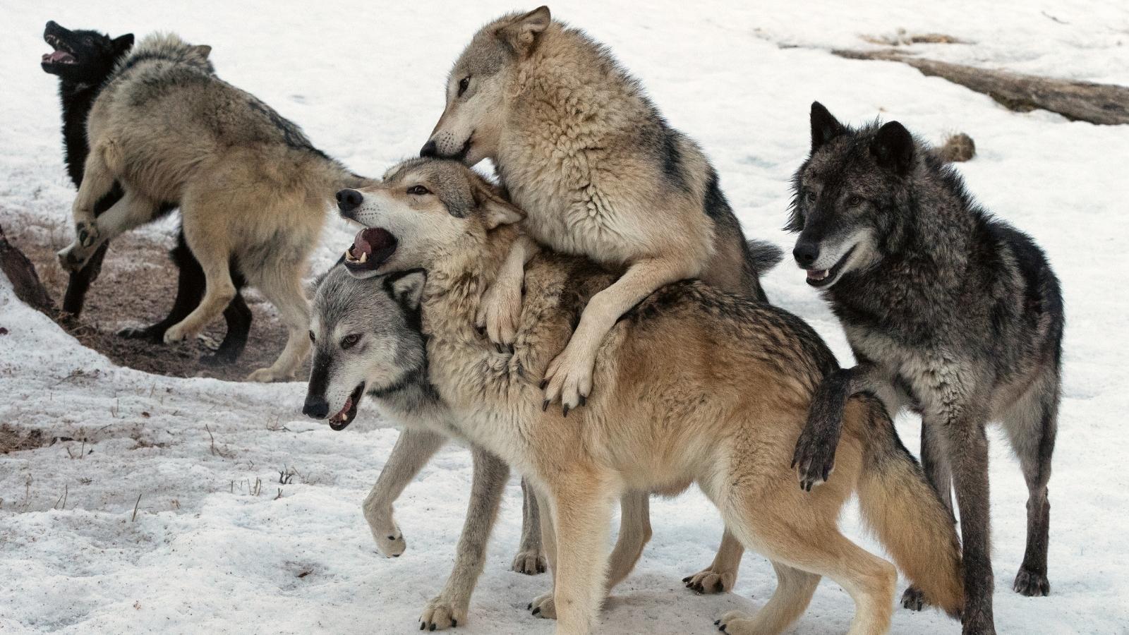 La bande de loups - Comprendre vos rêves - Kaya