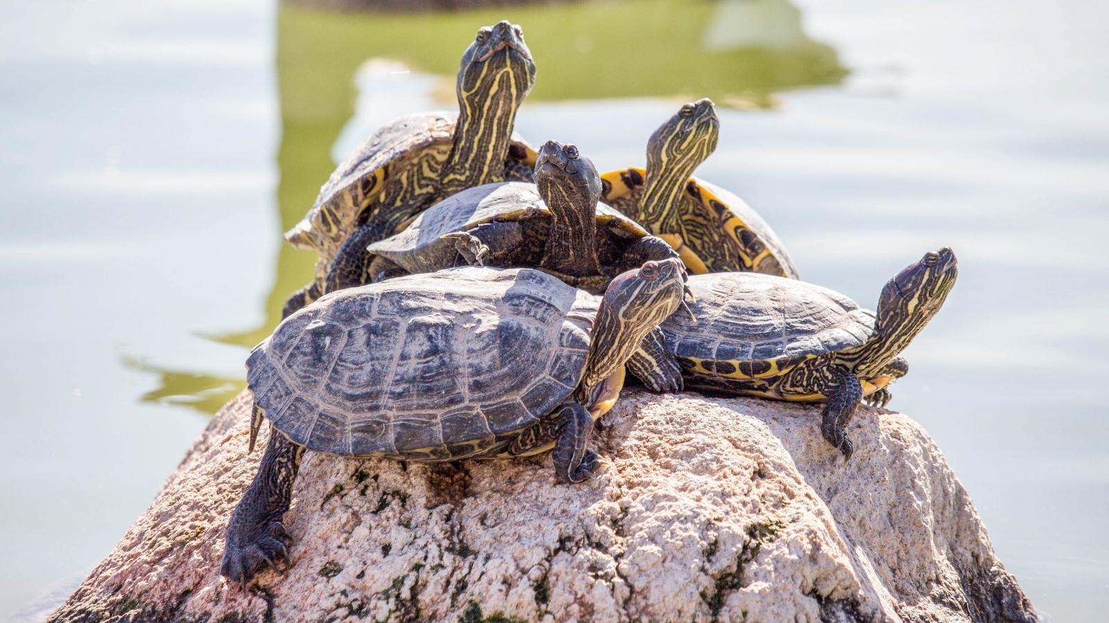 Vier Schildkröten gebären - Träume verstehen - Kaya