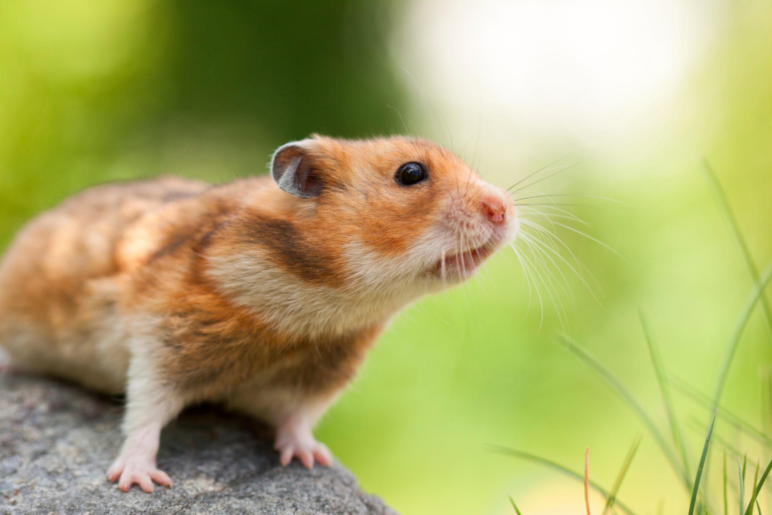 Cute Hamster (Syrian Hamster) on a stone - understand his dreams. - Kaya
