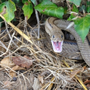 Featured-img - Fighting a snake - Comprendre vos rêves - Kaya