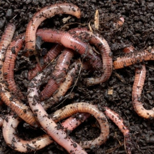 Featured-img-Earthworms-Comprendrevosrves-Kaya