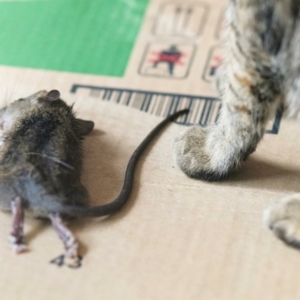 Featured-img- topi mangiati dal gatto - Capire i propri sogni - Kaya