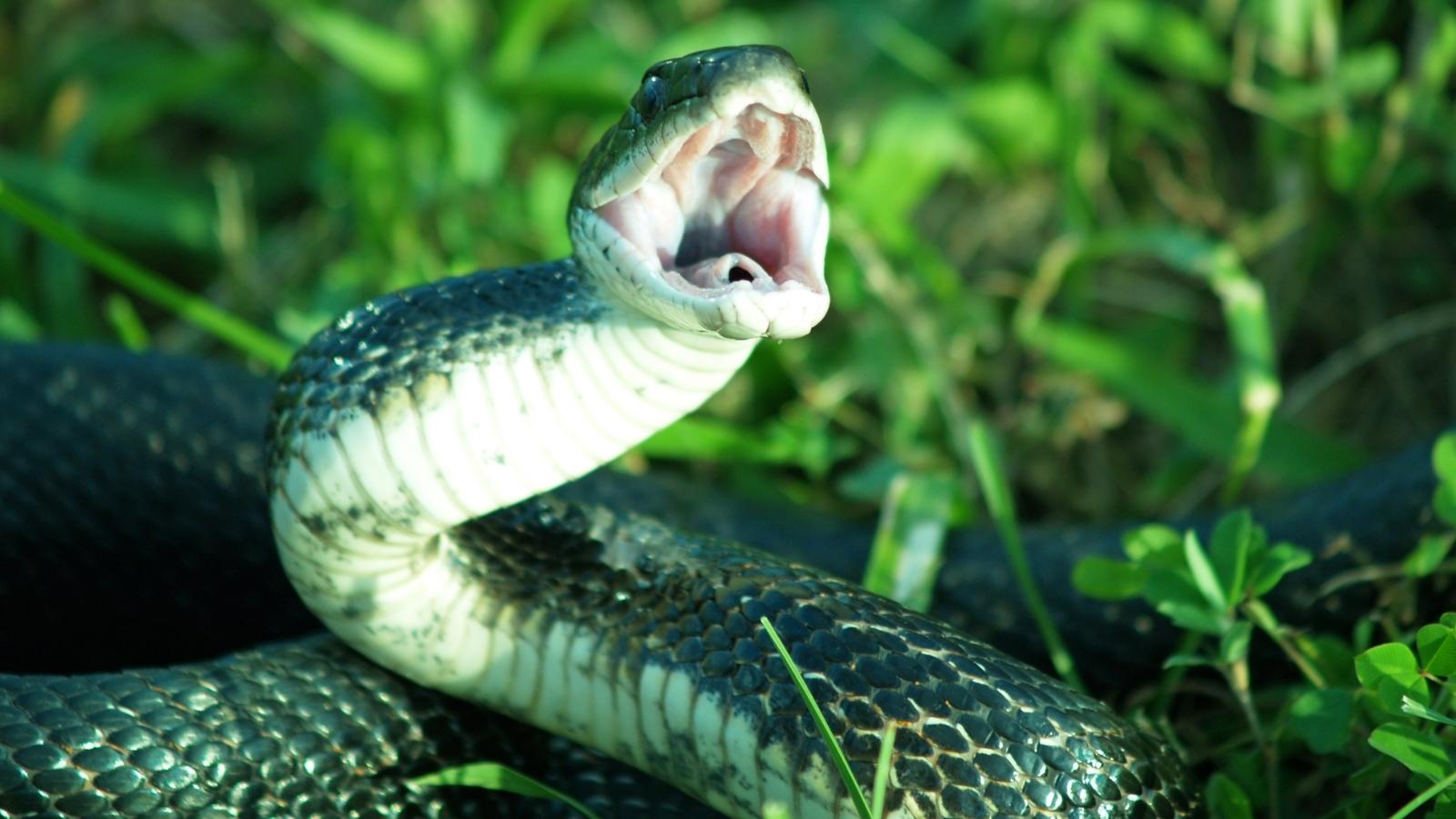 Fighting a snake - Verstehen Sie Ihre Träume - Kaya