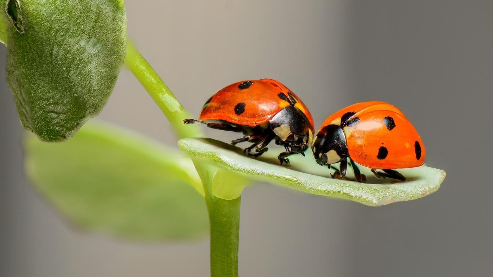 The ladybug - Understanding your dreams - Kaya