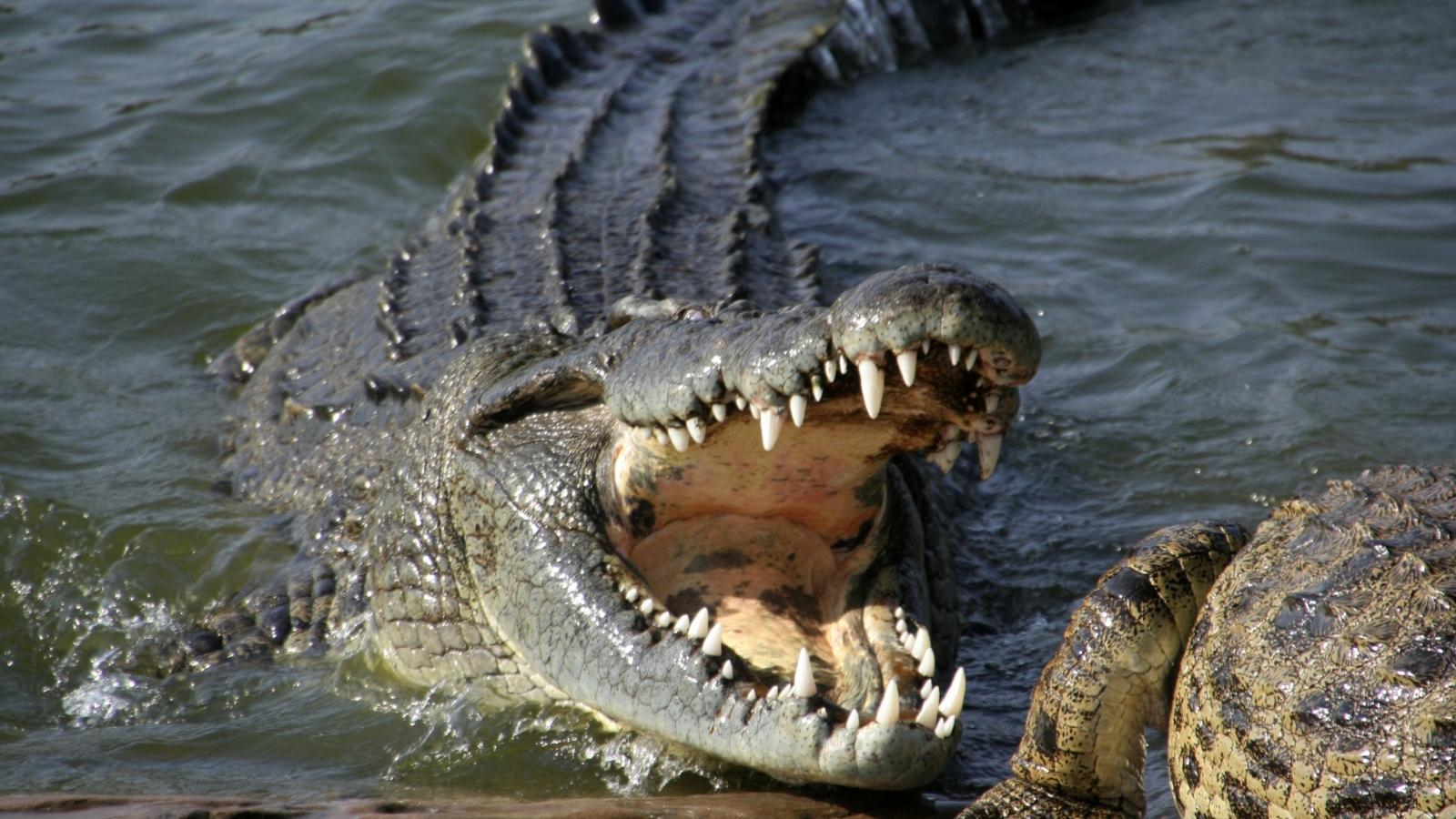 Crocodile bite - Understanding your dreams - Kaya