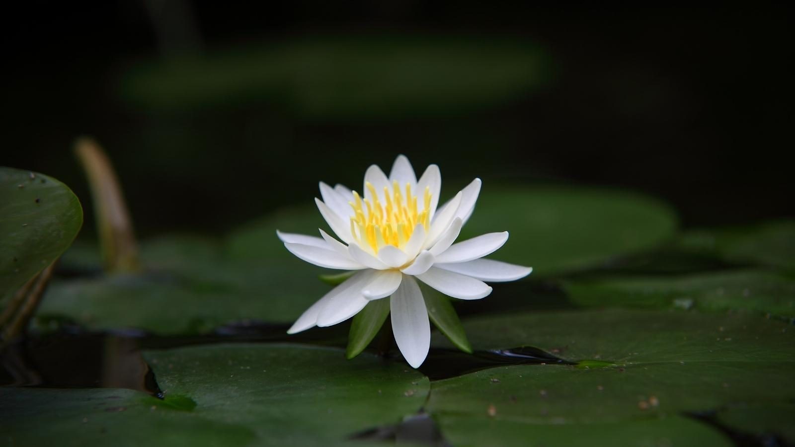Le Lotus Blanc - Comprendre vos rêves - Kaya