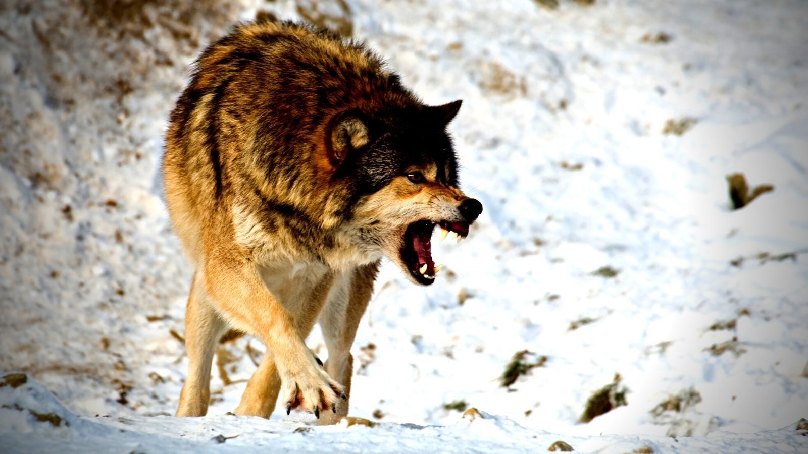The evil wolf - Understanding your dreams - Kaya