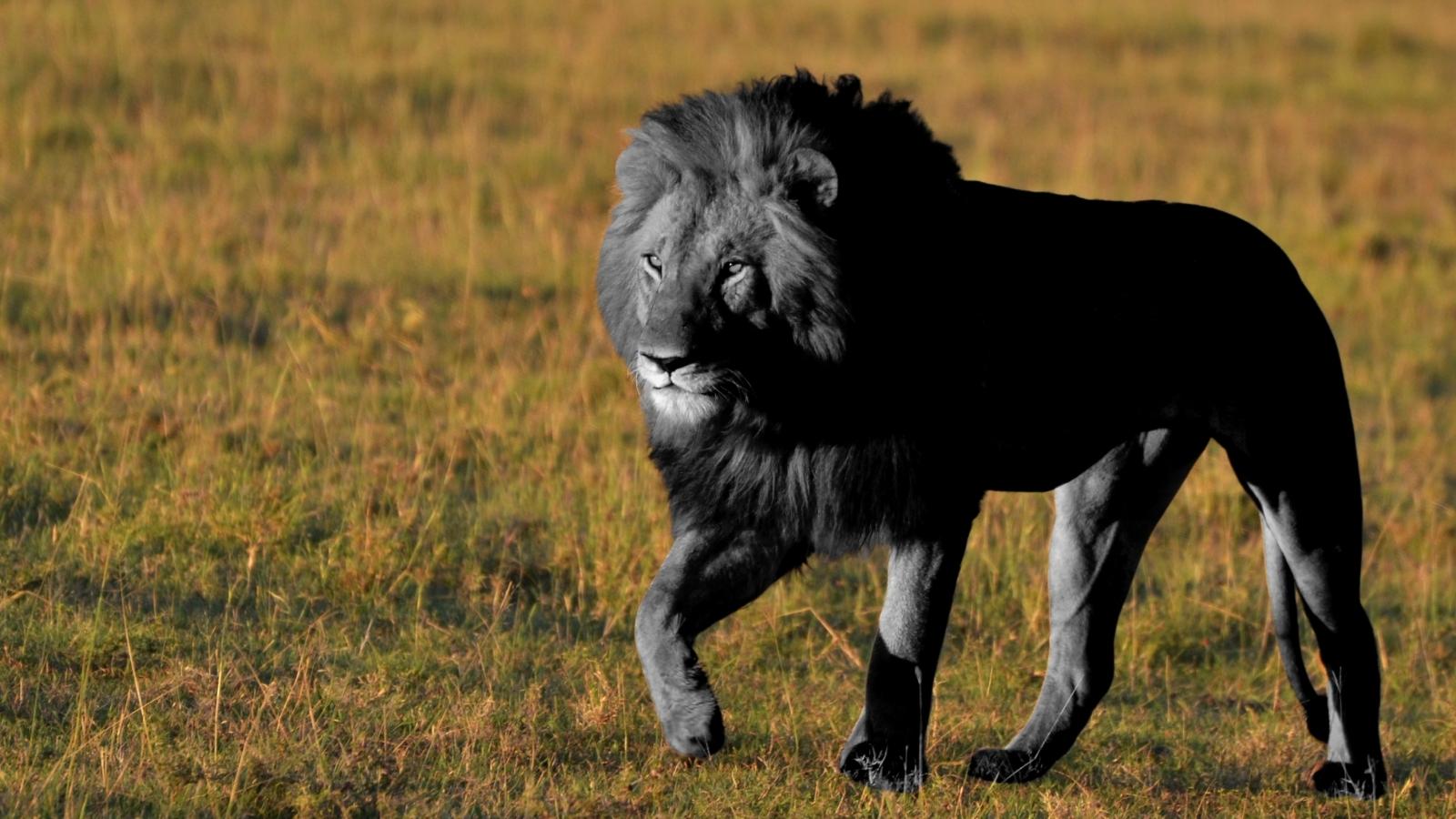 Le lion noir - Comprendre vos reves - Kaya