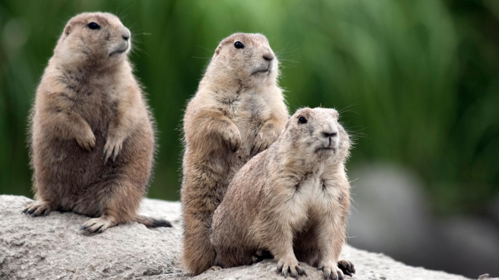 The marmots - Understanding your dreams - Kaya