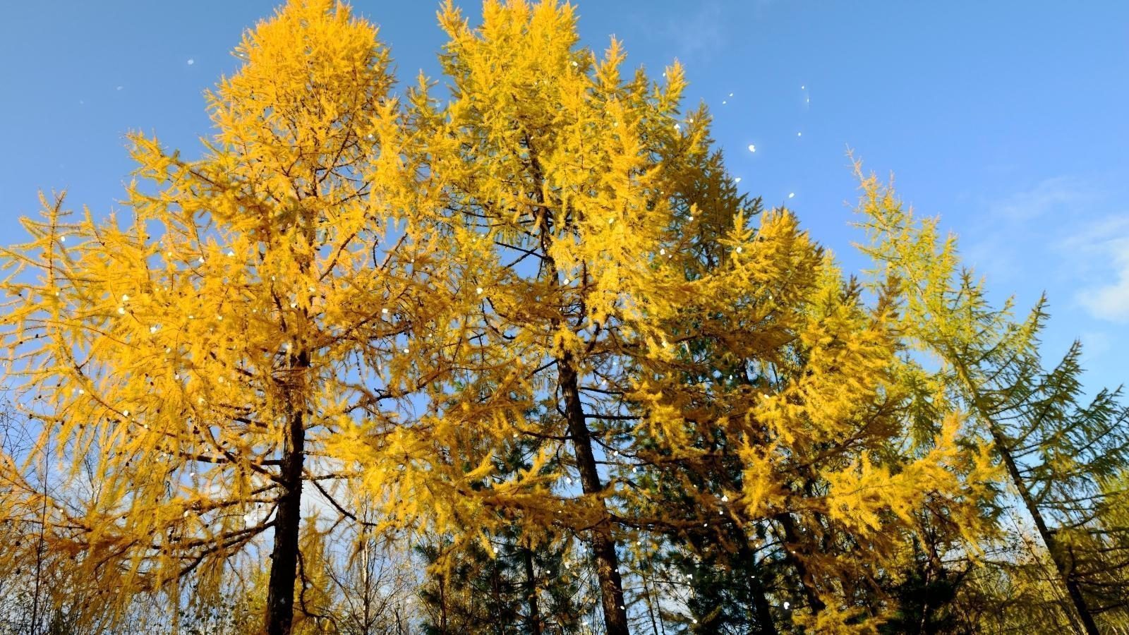 The luminous fir trees - Understanding your dreams - Kaya