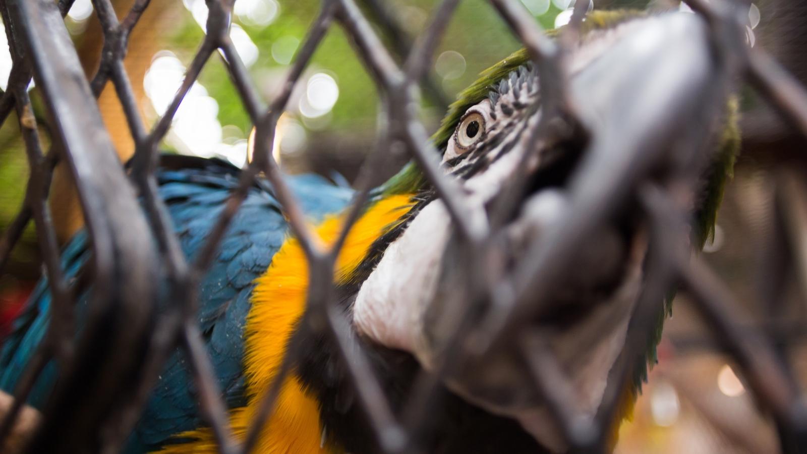 Flucht aus dem Zoo - Verstehen Sie Ihre Träume - Kaya