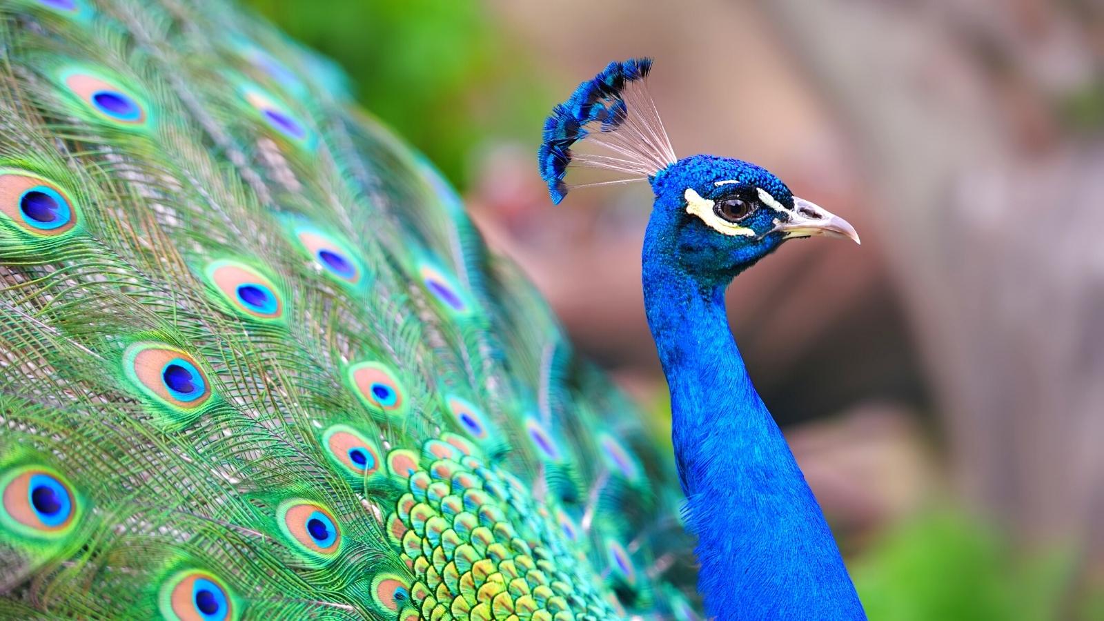 Peacock around my home - Verstehen Sie Ihre Träume - Kaya