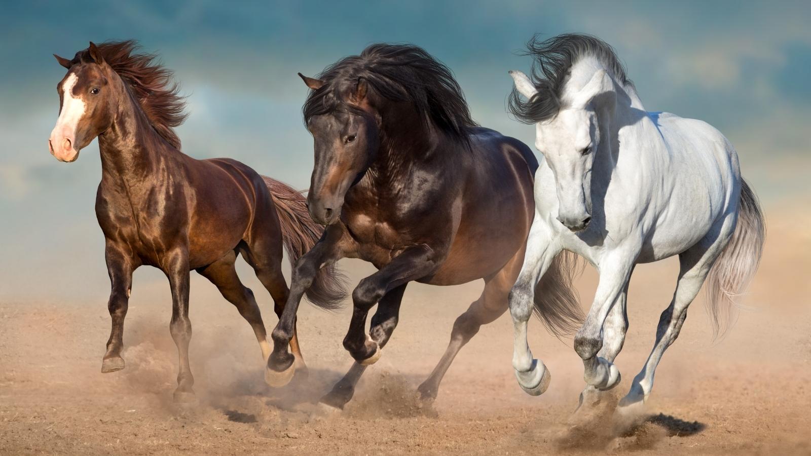 Runningwithhorses-Decodeyourdreams-Kaya