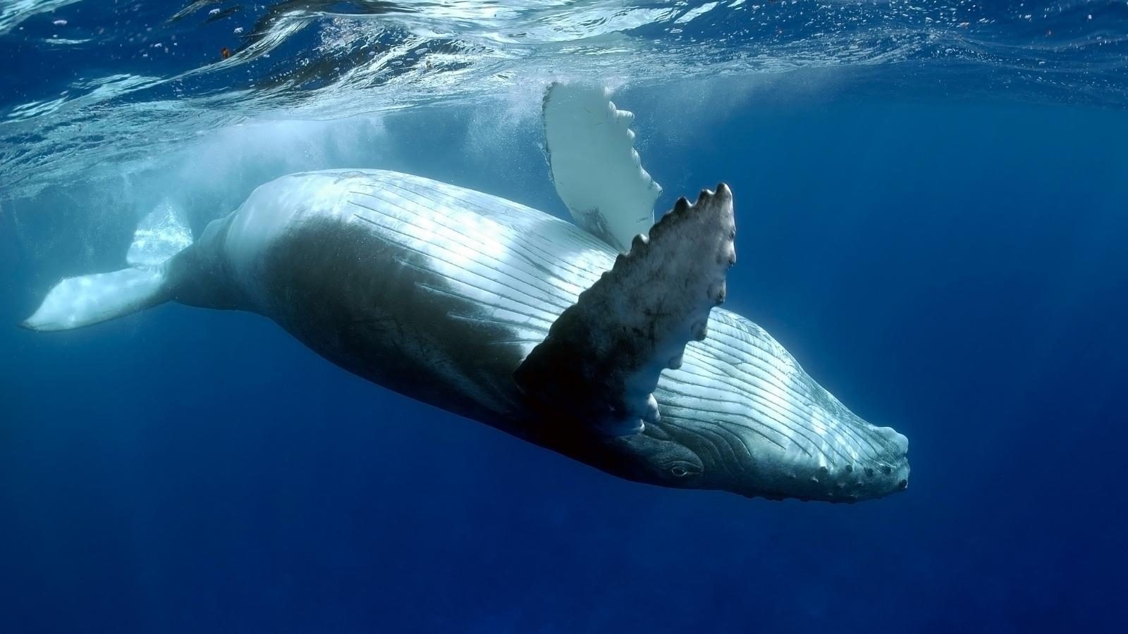 Cantar con las ballenas - Entender sus sueños - Kaya