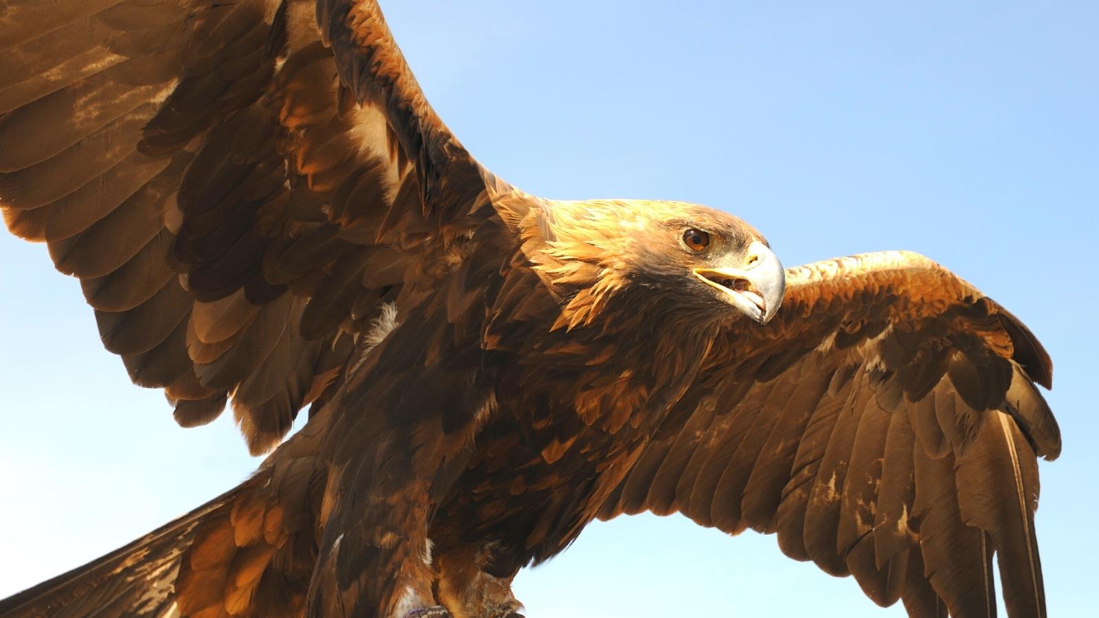 The golden eagle - Understanding your dreams - Kaya