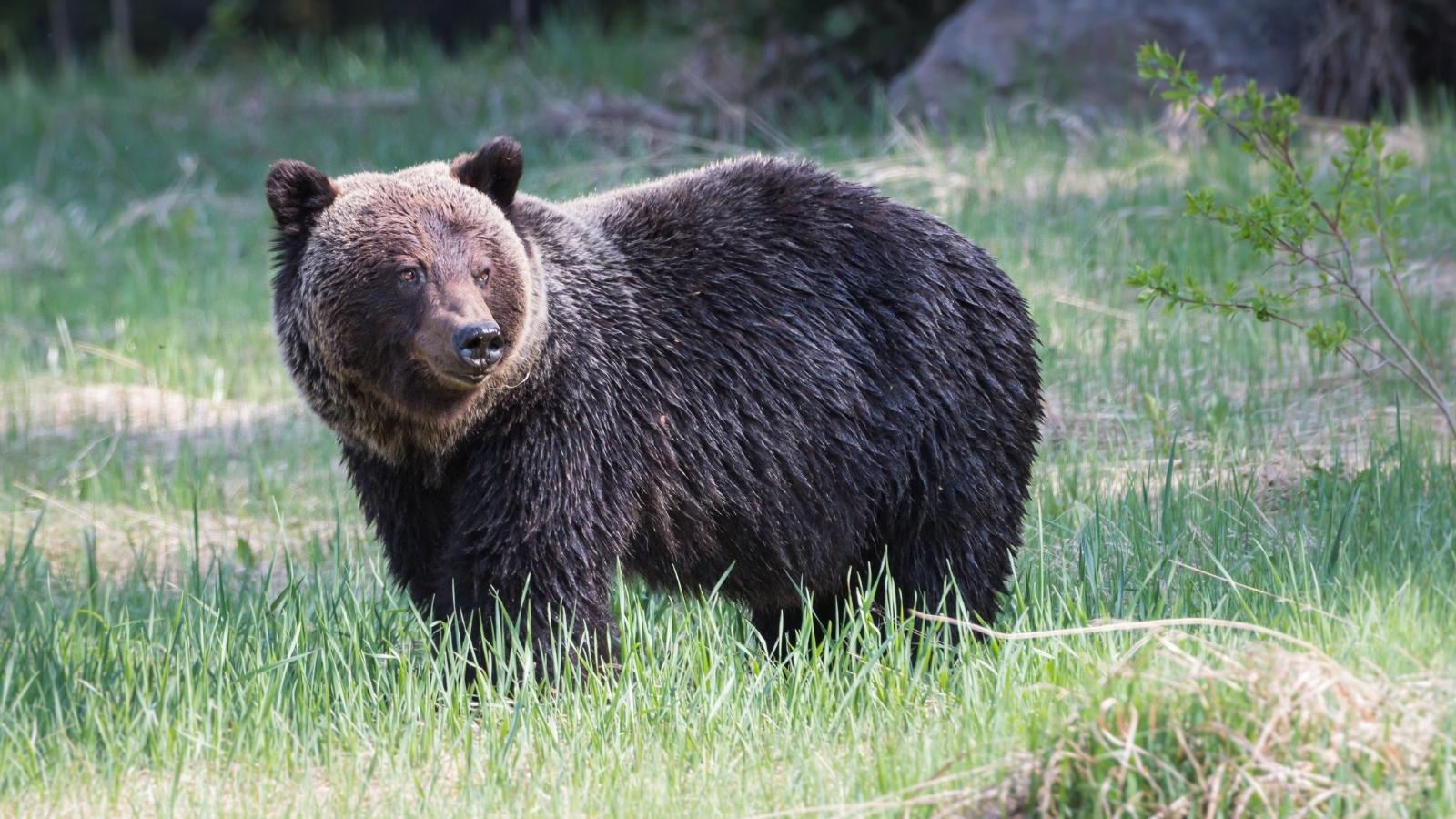The grizzly bear - Träume verstehen - Kaya