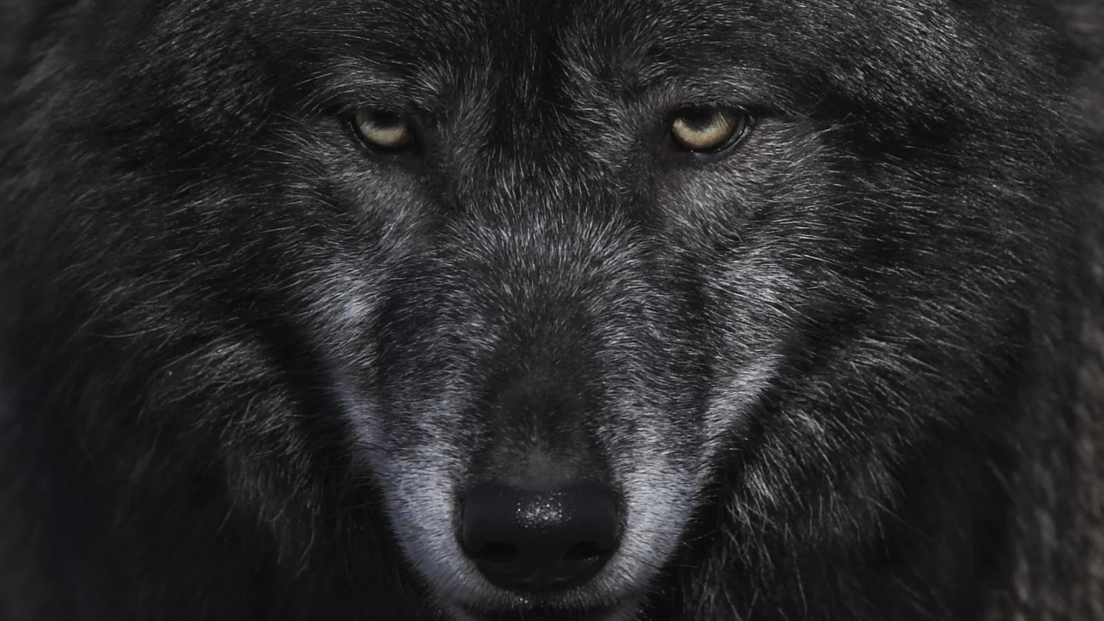 The werewolf chimera - Träume verstehen - Kaya