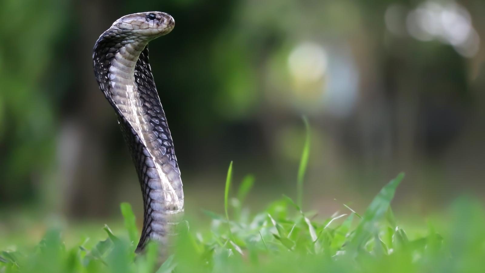 Una serpiente que me habla - Entender tus sueños - Kaya